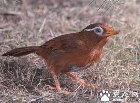 畫眉鳥可以養嗎|畫眉鳥怎麼飼養，好不好養？